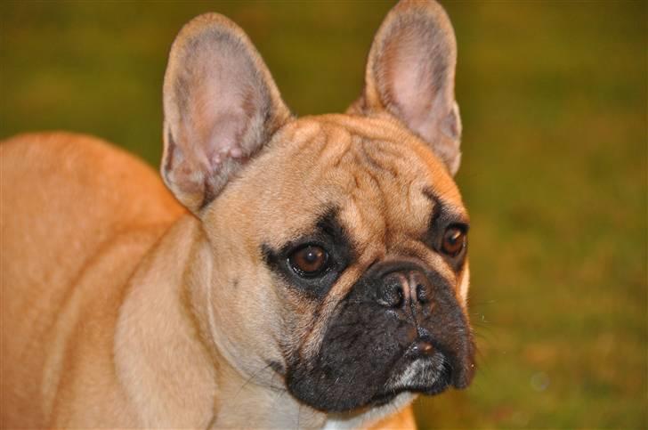 Fransk bulldog "ACE IN THE HOLE" ATHOS billede 6