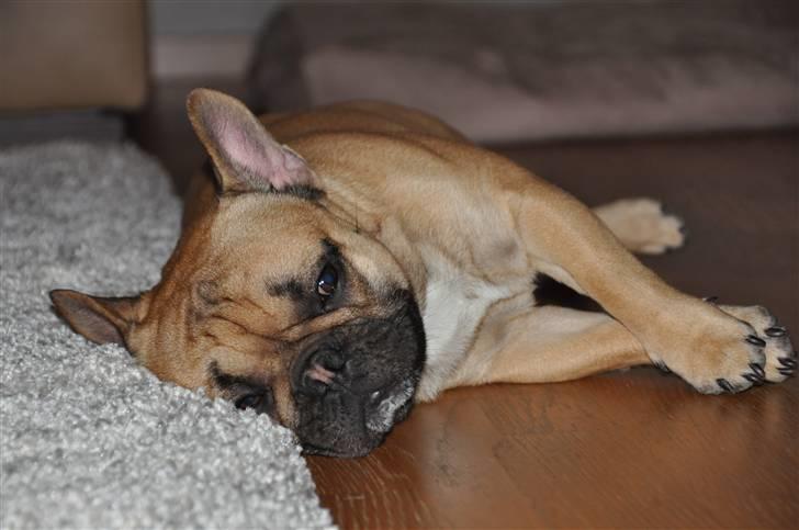 Fransk bulldog "ACE IN THE HOLE" ATHOS billede 7