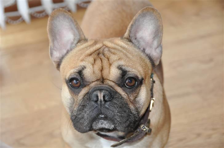 Fransk bulldog "ACE IN THE HOLE" ATHOS billede 8