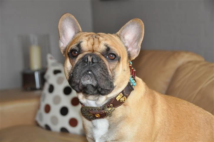 Fransk bulldog "ACE IN THE HOLE" ATHOS billede 9