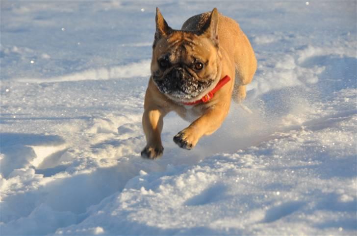 Fransk bulldog "ACE IN THE HOLE" ATHOS billede 10