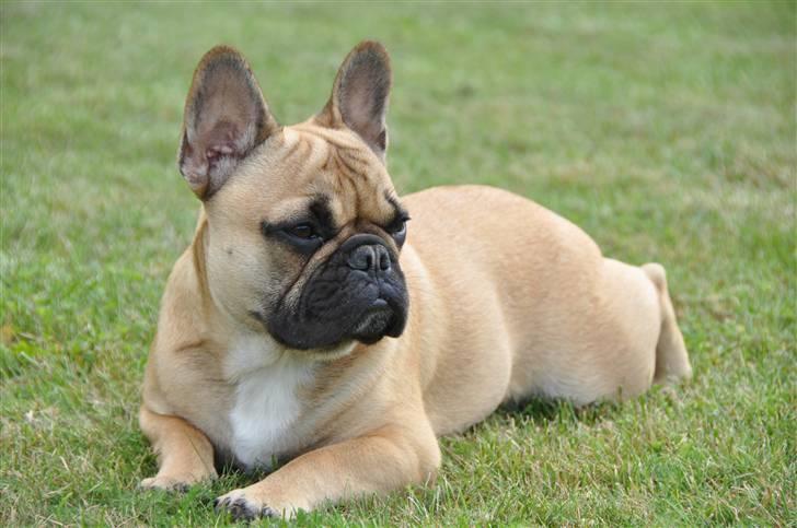 Fransk bulldog "ACE IN THE HOLE" ATHOS billede 11