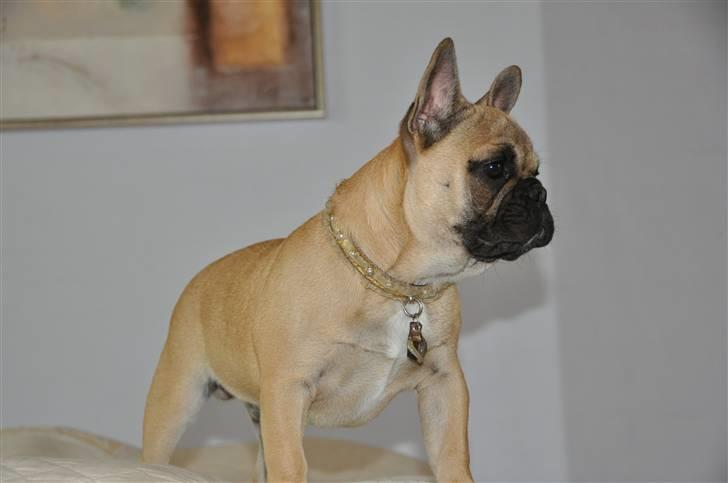 Fransk bulldog "ACE IN THE HOLE" ATHOS billede 12