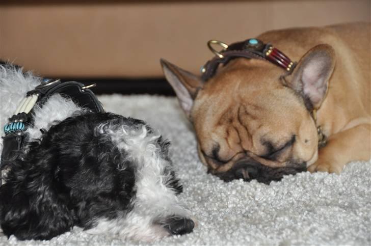 Fransk bulldog "ACE IN THE HOLE" ATHOS billede 13