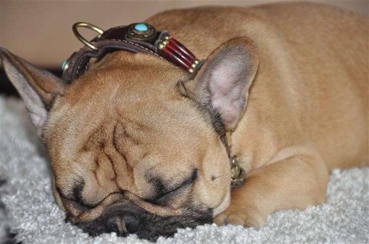 Fransk bulldog "ACE IN THE HOLE" ATHOS billede 14