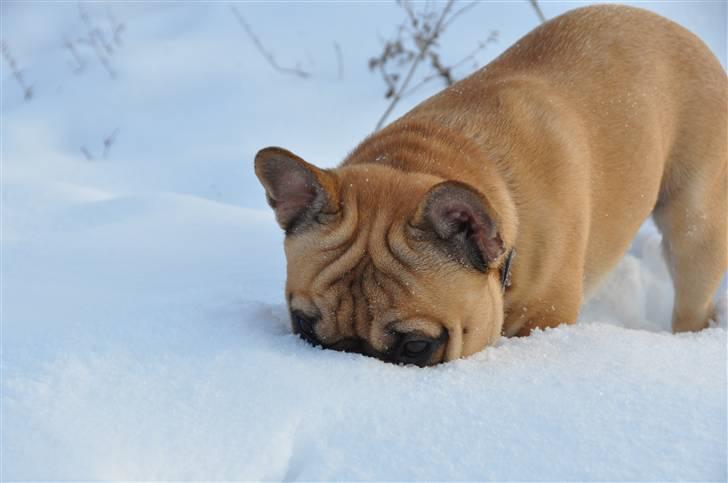 Fransk bulldog "ACE IN THE HOLE" ATHOS billede 15