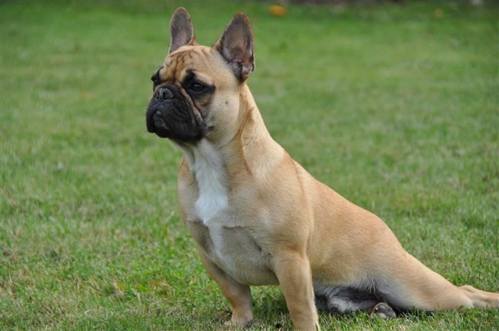 Fransk bulldog "ACE IN THE HOLE" ATHOS billede 16