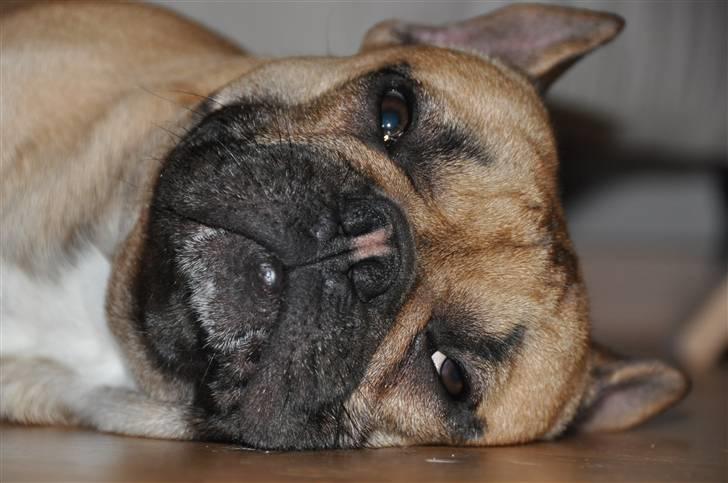 Fransk bulldog "ACE IN THE HOLE" ATHOS billede 17