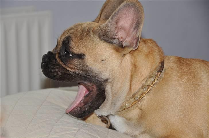 Fransk bulldog "ACE IN THE HOLE" ATHOS billede 18