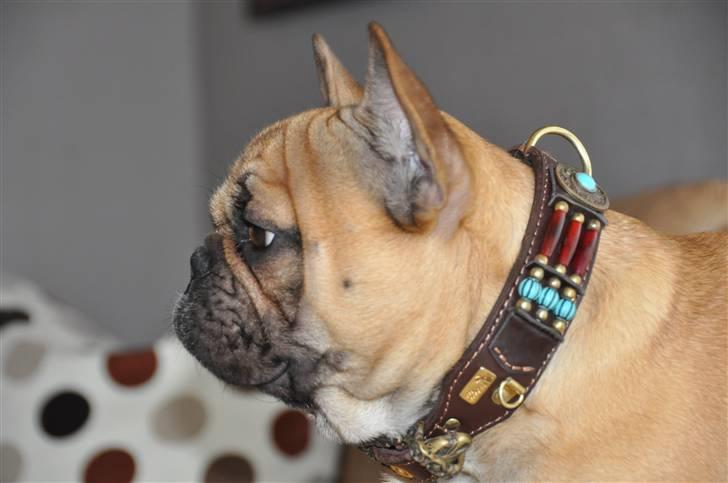 Fransk bulldog "ACE IN THE HOLE" ATHOS billede 19