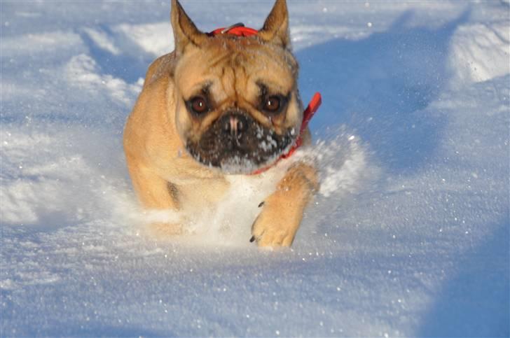 Fransk bulldog "ACE IN THE HOLE" ATHOS billede 20