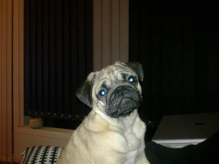 Mops basse billede 1