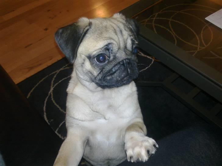 Mops basse billede 2