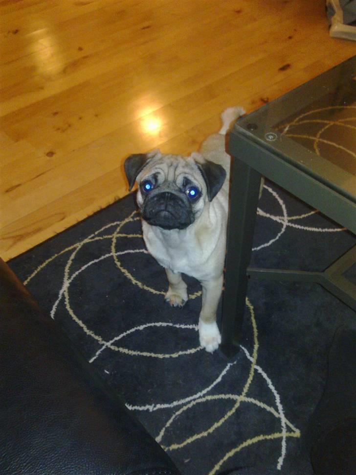 Mops basse billede 3