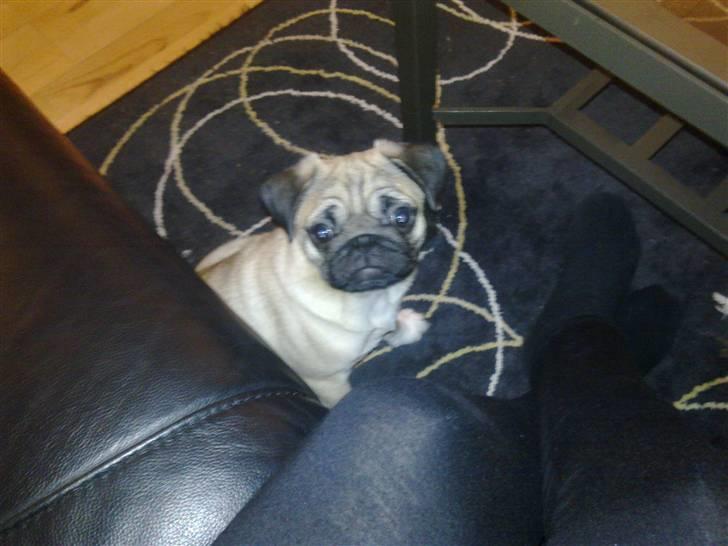 Mops basse billede 4