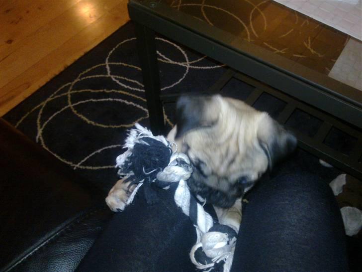 Mops basse billede 5