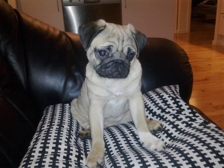 Mops basse billede 7