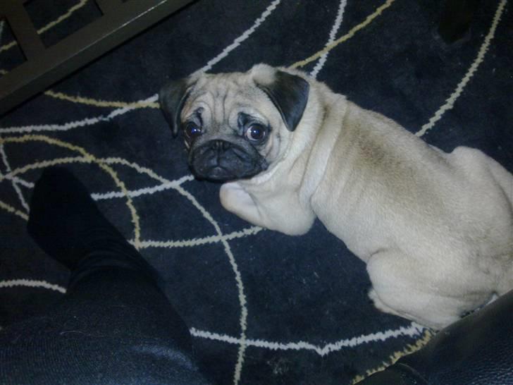 Mops basse billede 8