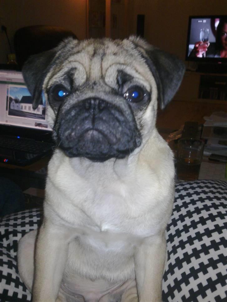 Mops basse billede 9