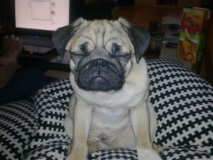 Mops basse billede 10