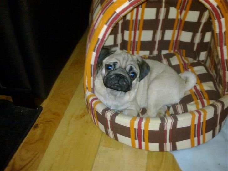 Mops basse billede 11