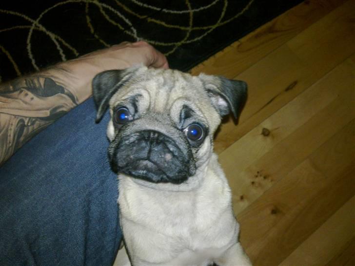 Mops basse billede 12