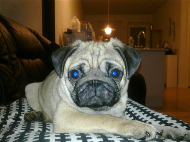 Mops basse billede 13