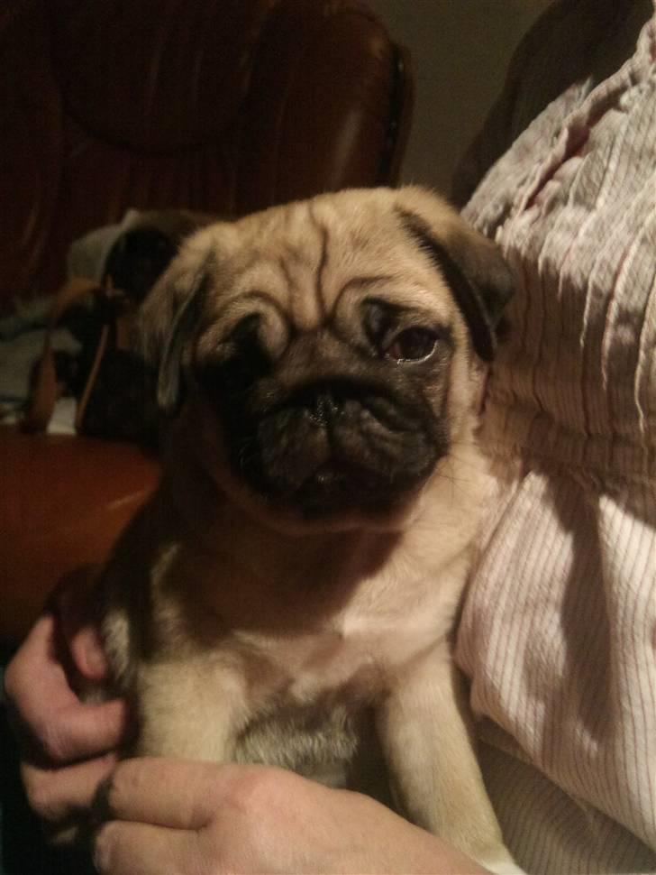 Mops basse billede 14