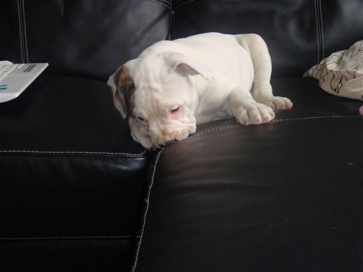 Amerikansk bulldog Uffe R.I.P. billede 2