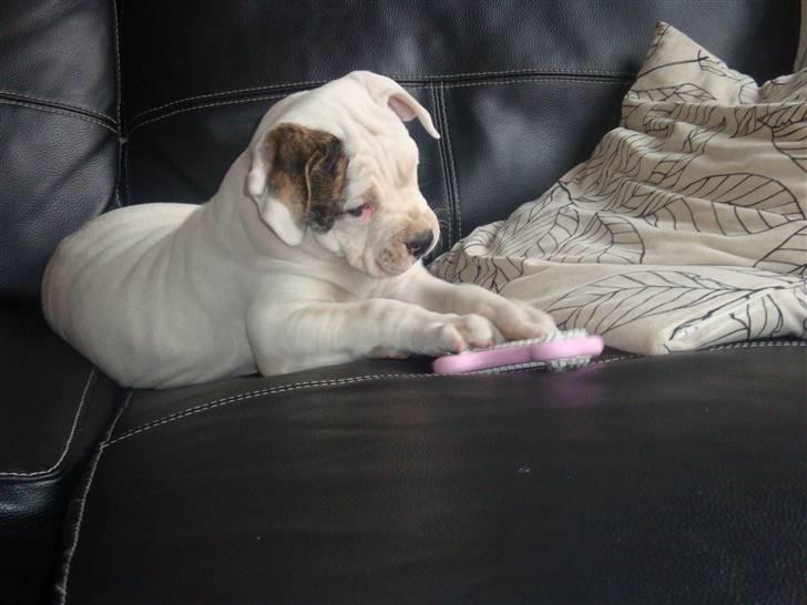 Amerikansk bulldog Uffe R.I.P. billede 3