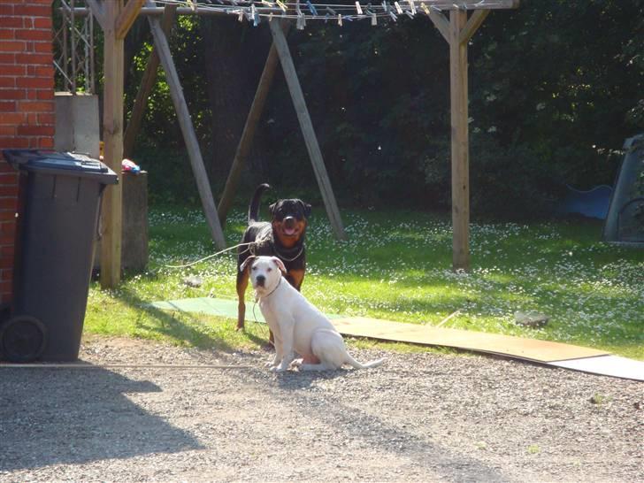 Amerikansk bulldog Uffe R.I.P. billede 4