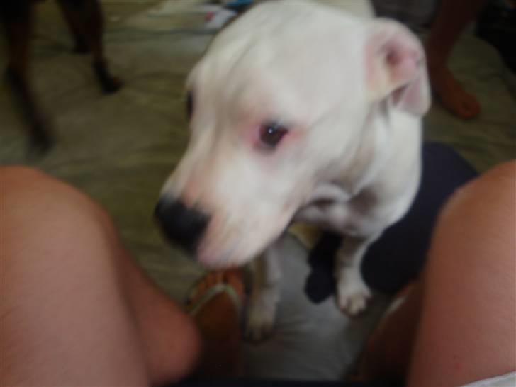 Amerikansk bulldog Uffe R.I.P. billede 5