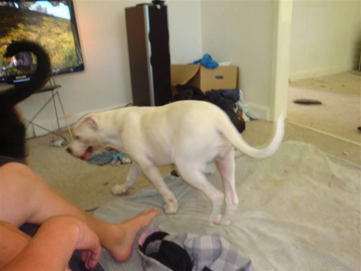 Amerikansk bulldog Uffe R.I.P. billede 6