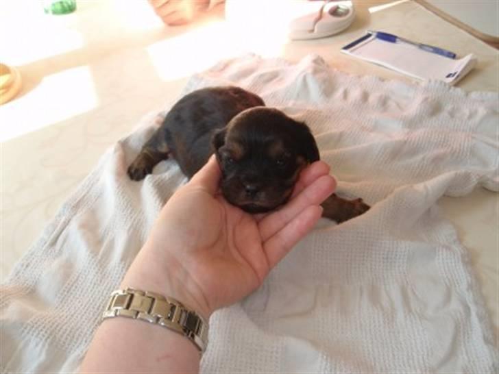 Cavalier king charles spaniel Ziggi - Ziggi 3 uger gammel, vejer 843 gram. billede 15