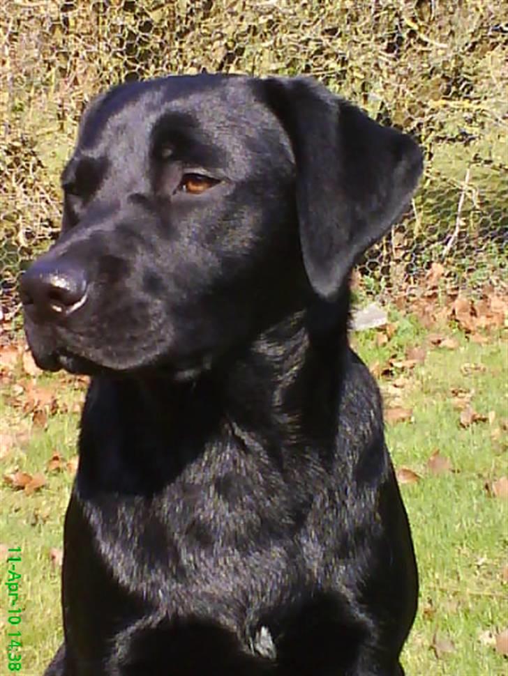 Labrador retriever Balou billede 10