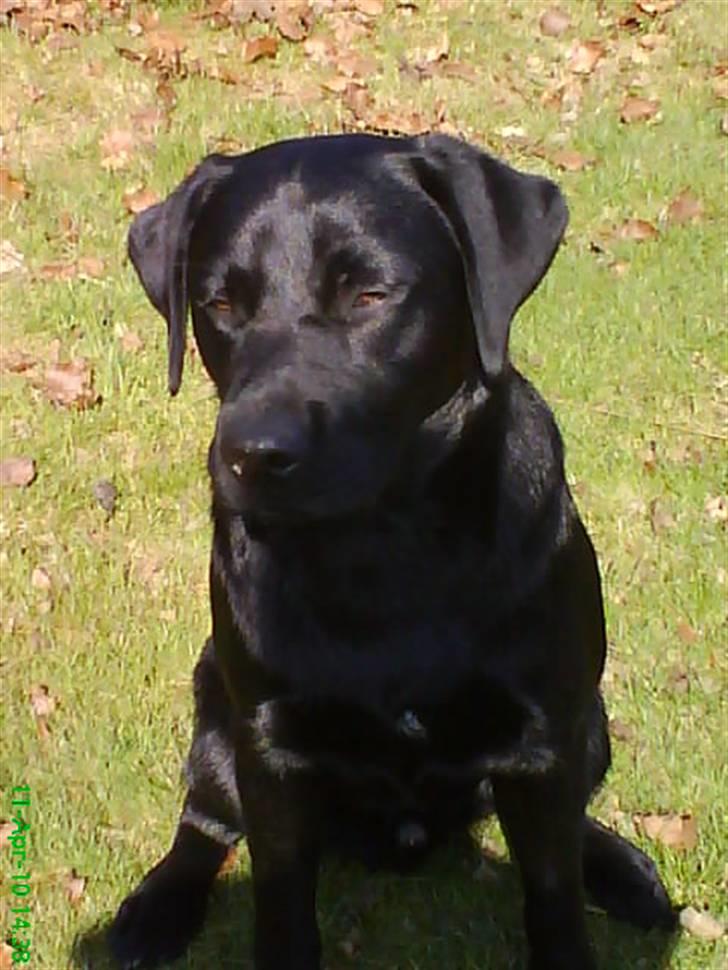 Labrador retriever Balou billede 7