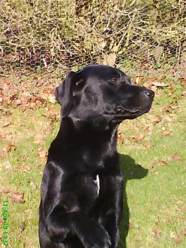 Labrador retriever Balou billede 8