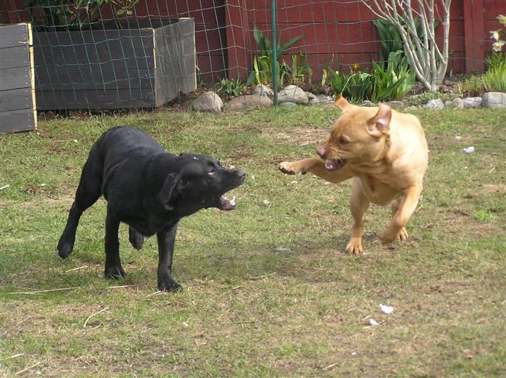 Labrador retriever Samson R.I.P billede 6