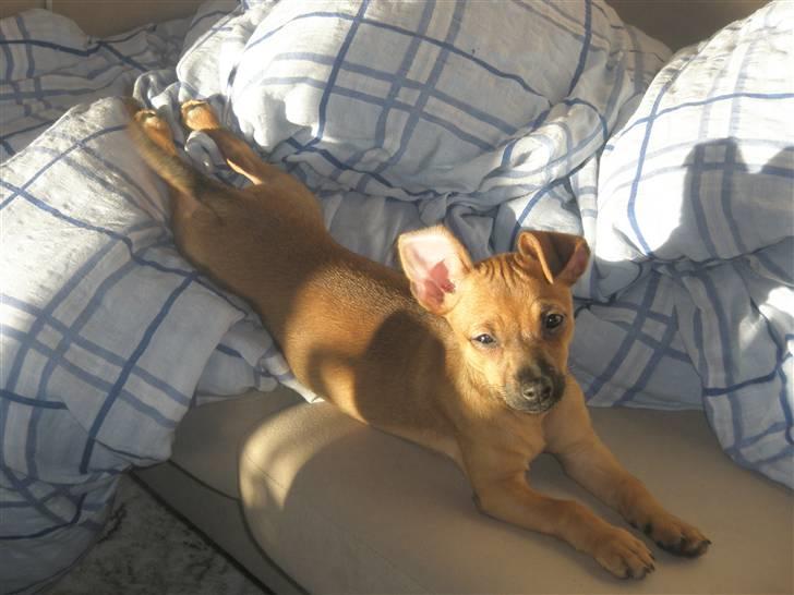 Blanding af racer Titi chihuahua/dværgpinsc - titi sole sig  billede 3