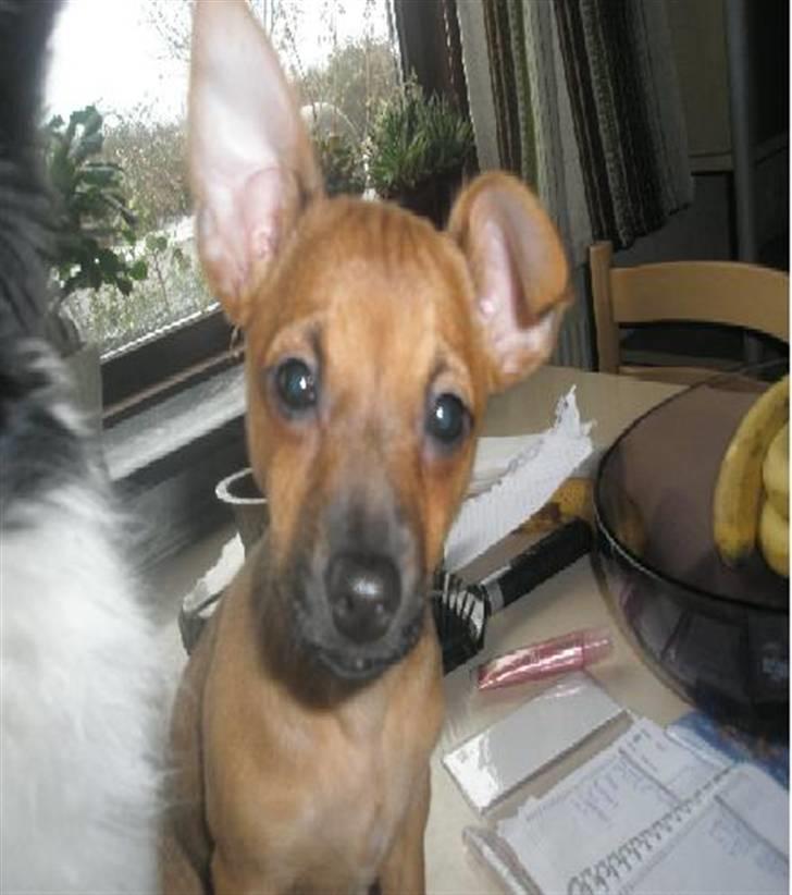 Blanding af racer Titi chihuahua/dværgpinsc - titi da hun var lille billede 4