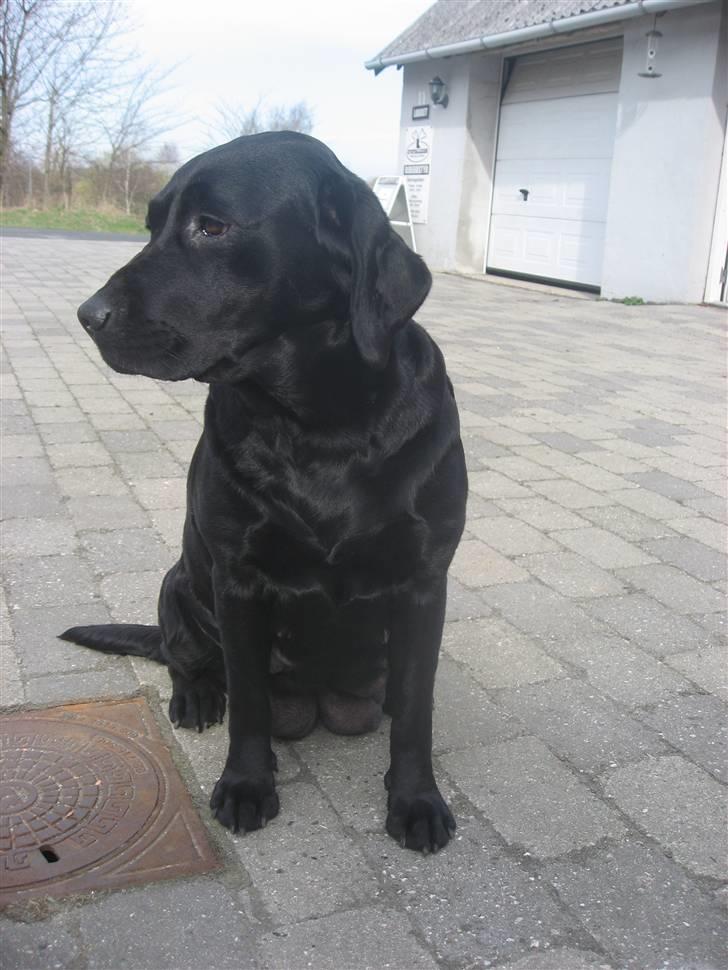 Labrador retriever Nanna - skønne Nanna billede 1