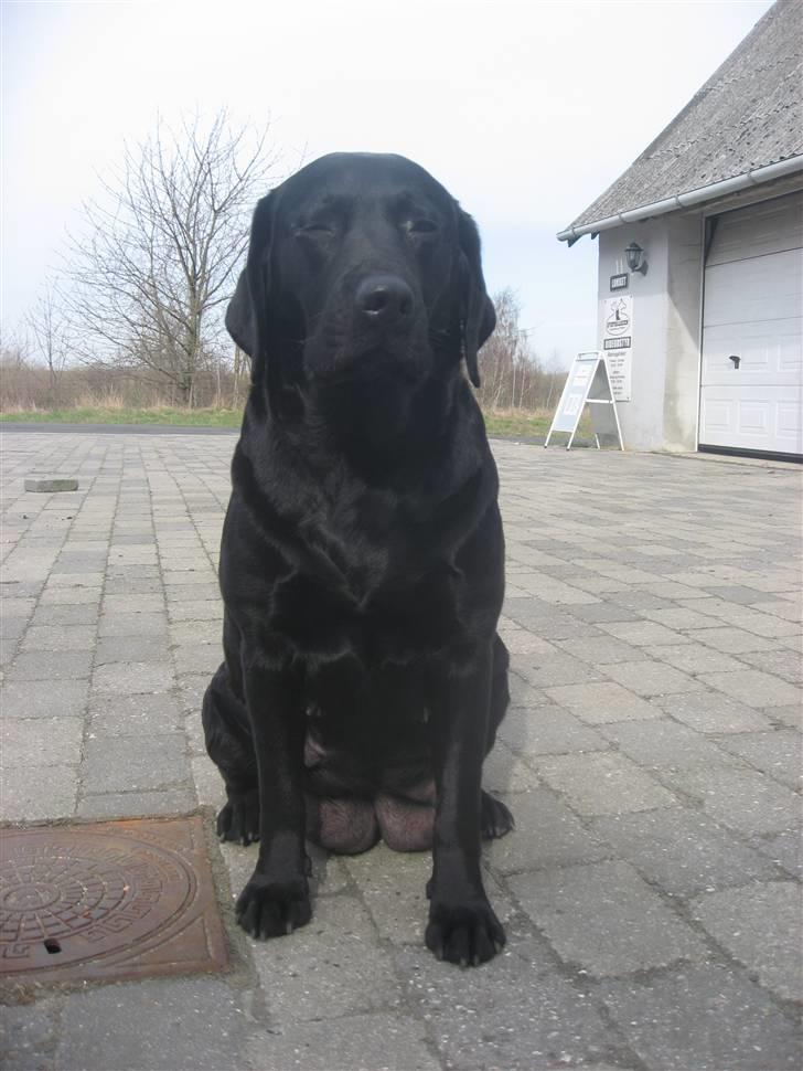 Labrador retriever Nanna billede 2