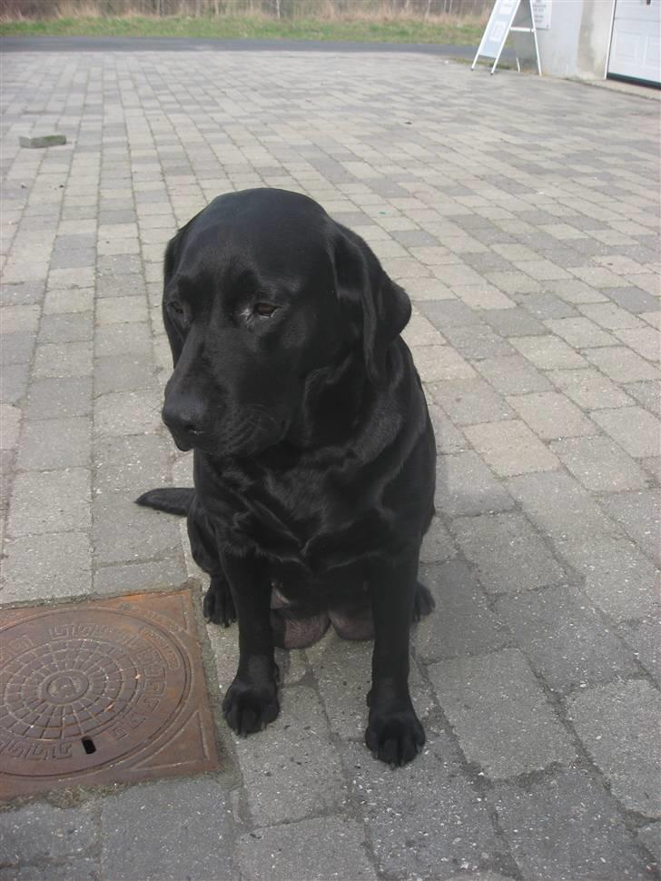 Labrador retriever Nanna billede 3