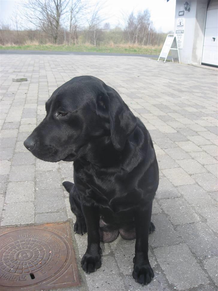 Labrador retriever Nanna billede 4