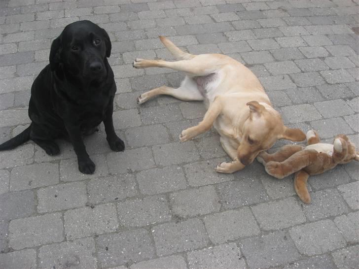 Labrador retriever Nanna - Nanna og hendes datter fra sidste år. billede 5