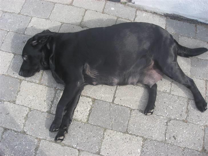 Labrador retriever Nanna - MEGET gravide Nanna med kæmpe patter billede 6