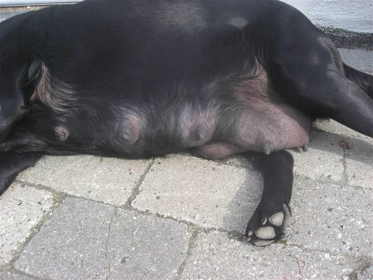 Labrador retriever Nanna - Så er der masser af mælk, til de små hvalpe billede 7