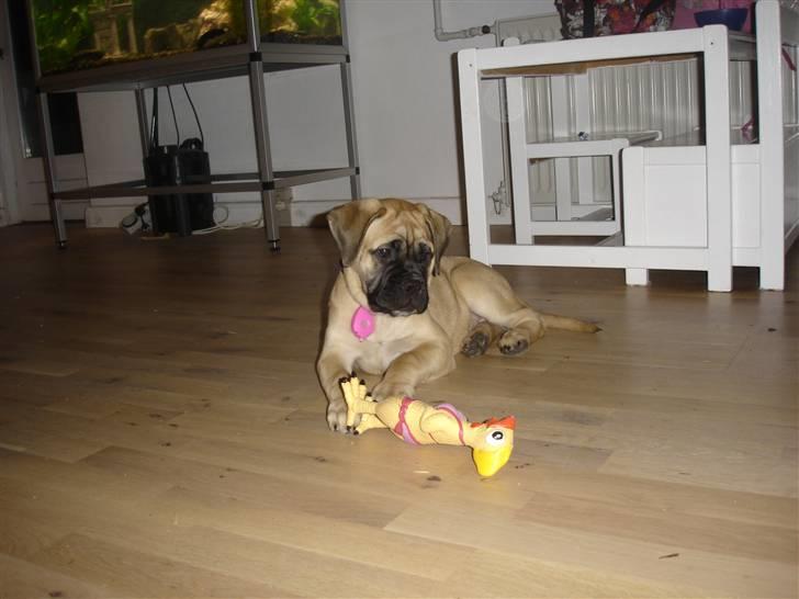 Bullmastiff Kahlua billede 1