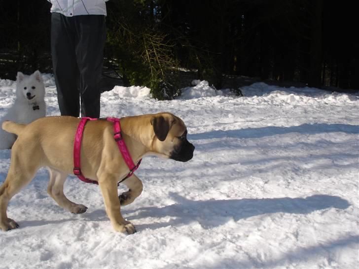 Bullmastiff Kahlua billede 2