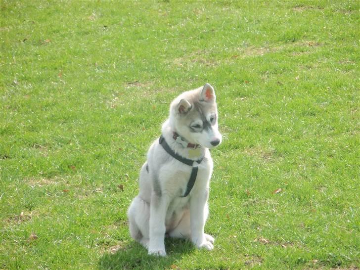 Siberian husky Neela - Gad vide hva der sker derhenne far:D billede 14